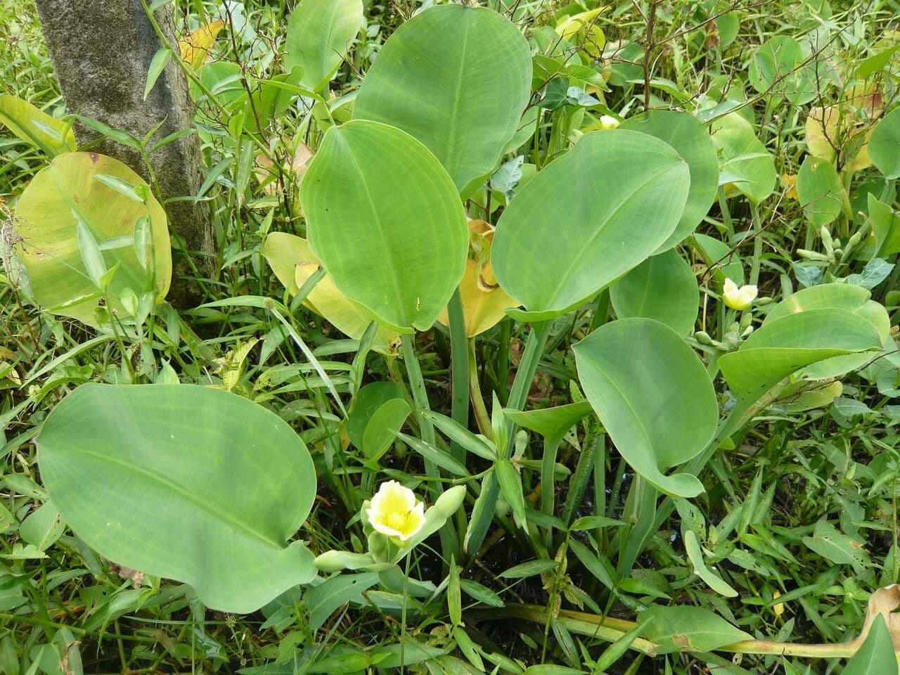 Limnocharis 14