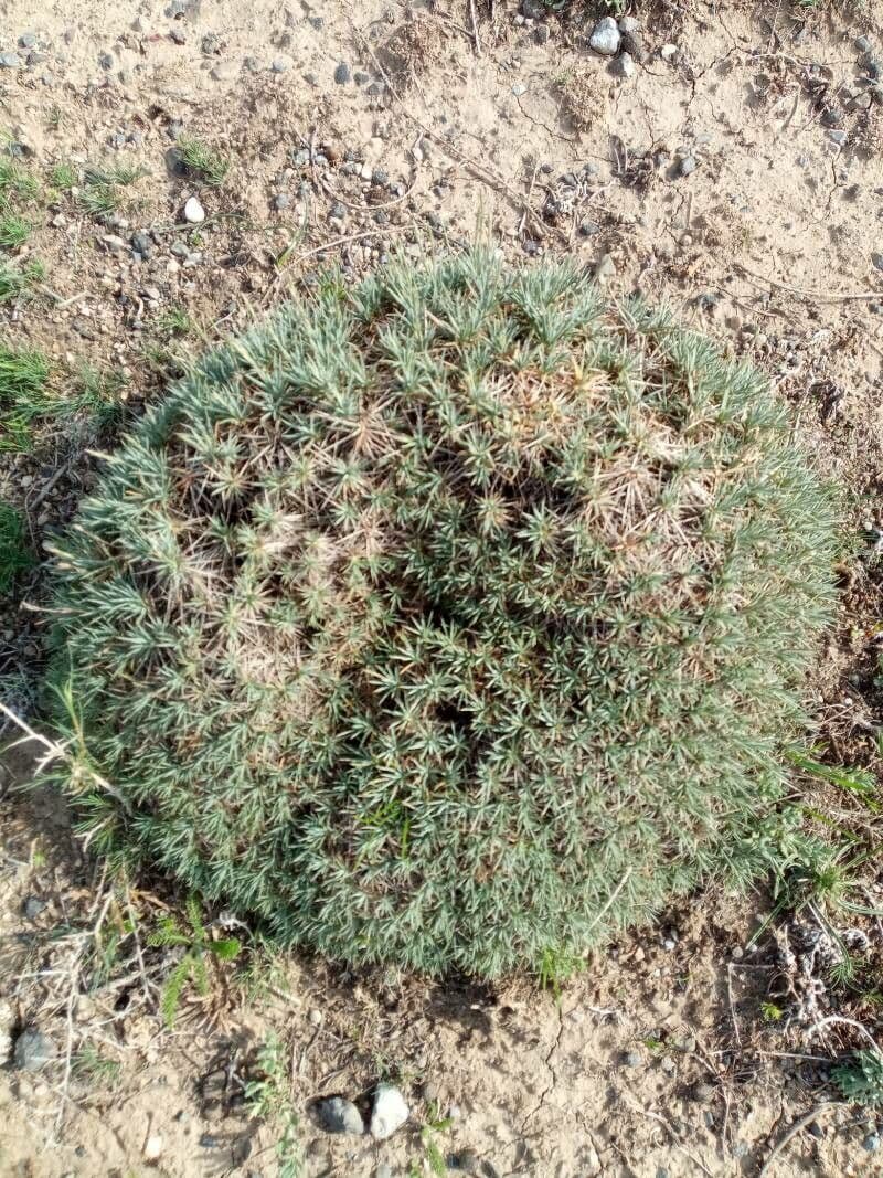 Acantholimon 10