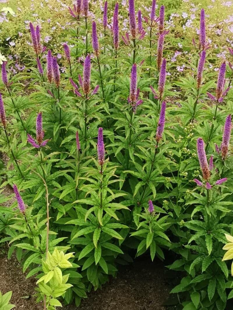 Veronicastrum 8
