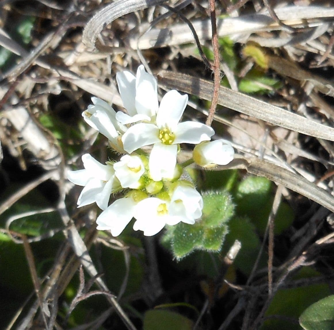 Draba cuneifolia