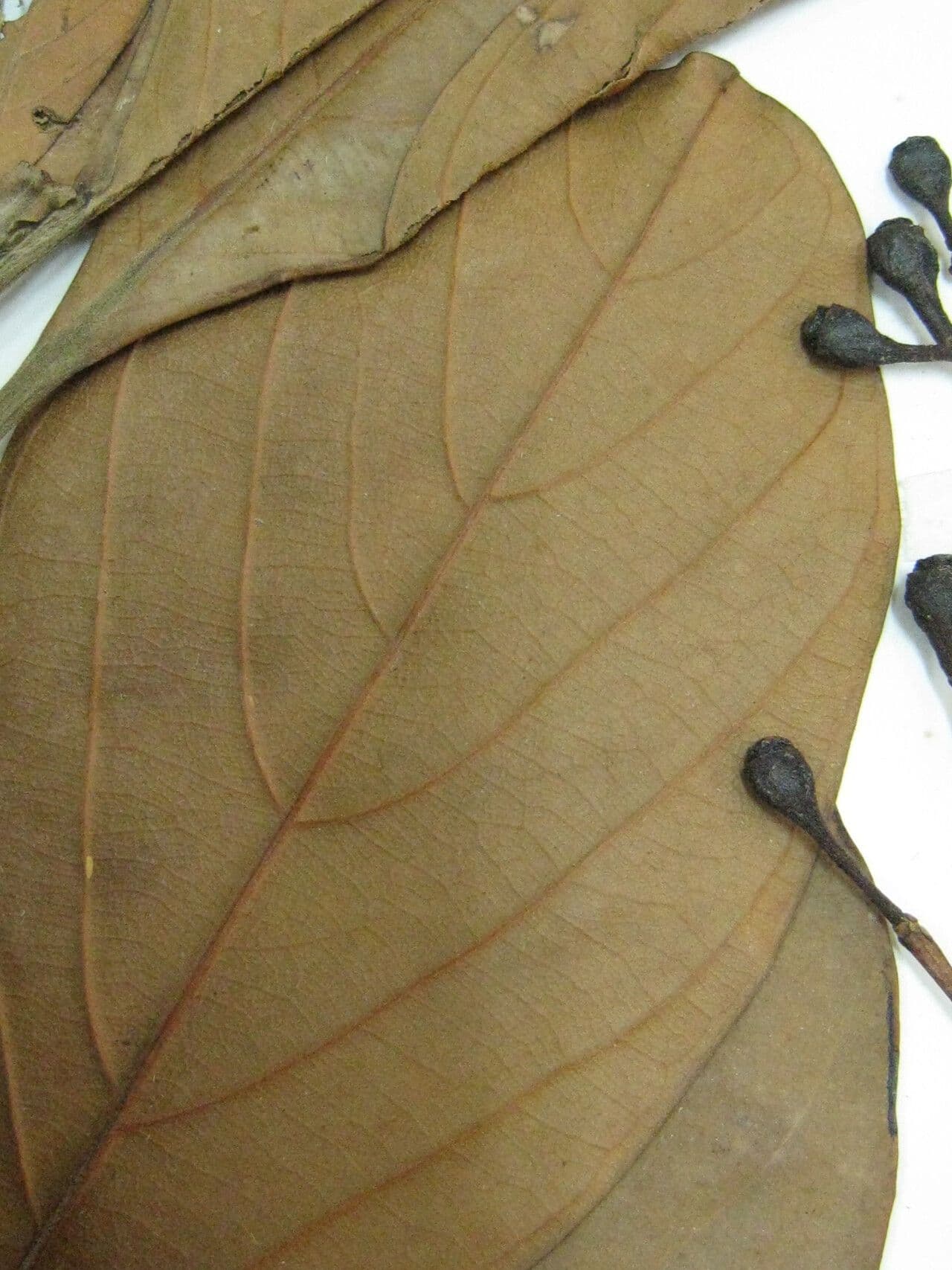 Nectandra 4