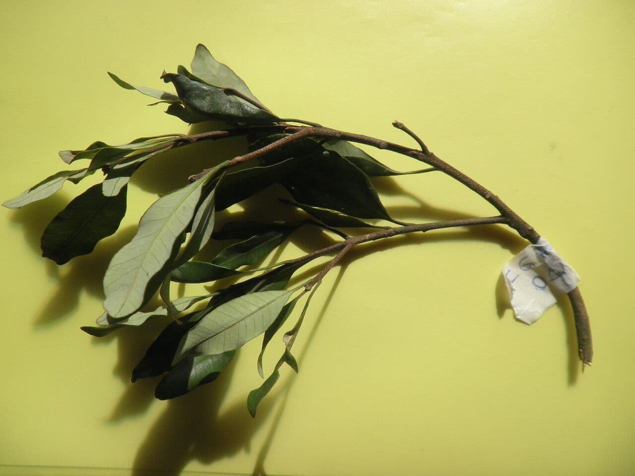 Aspidosperma 6