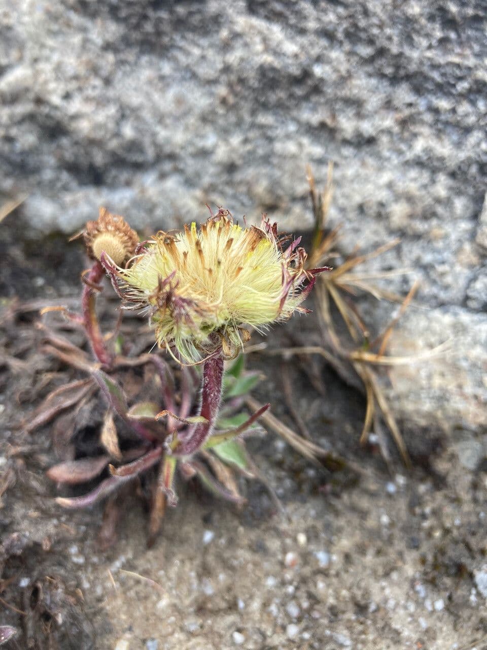 Erigeron