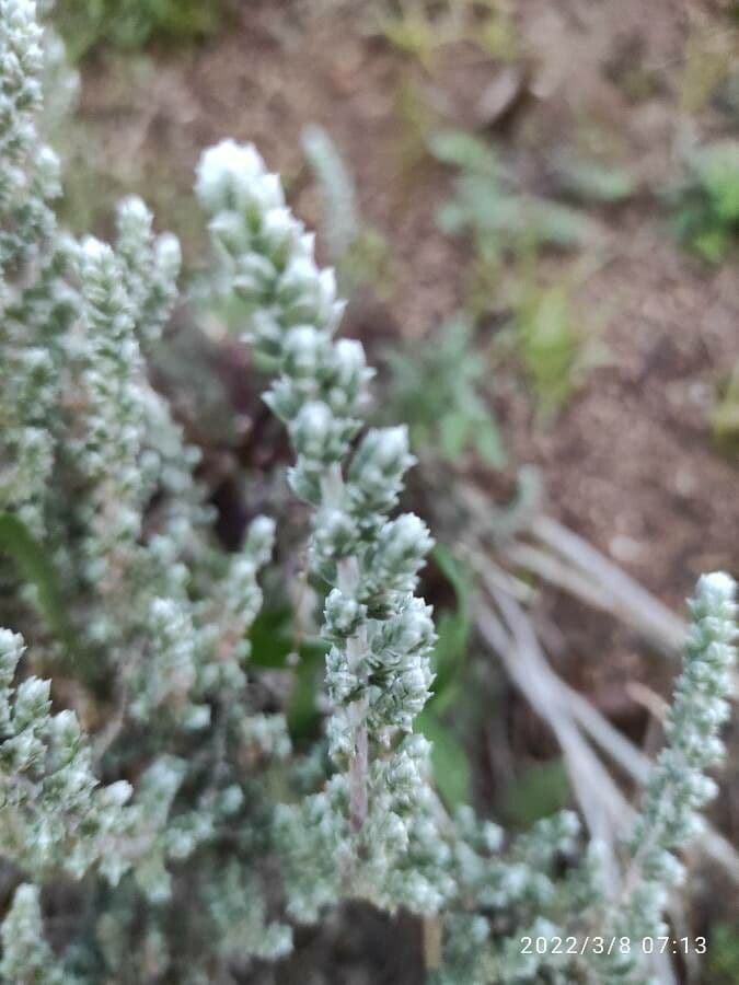 Camphorosma 10