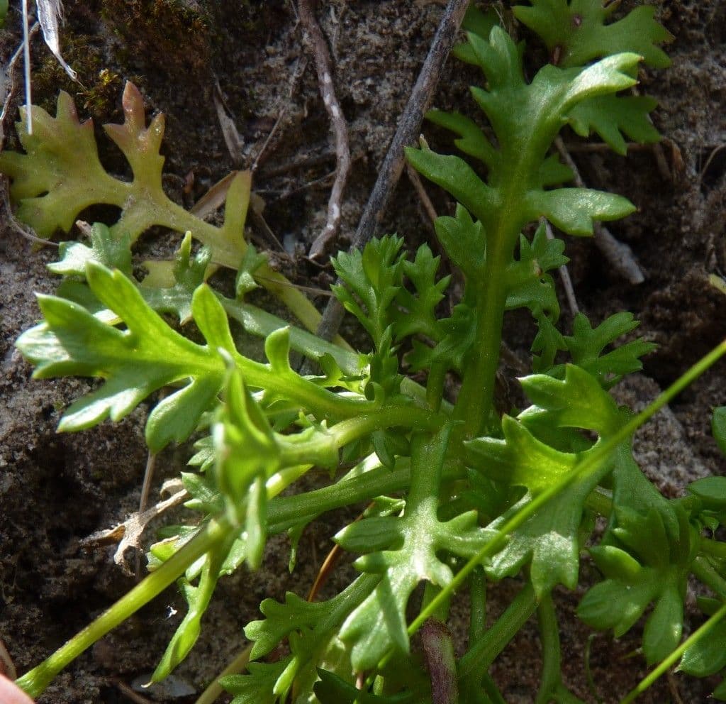 Mauranthemum 4