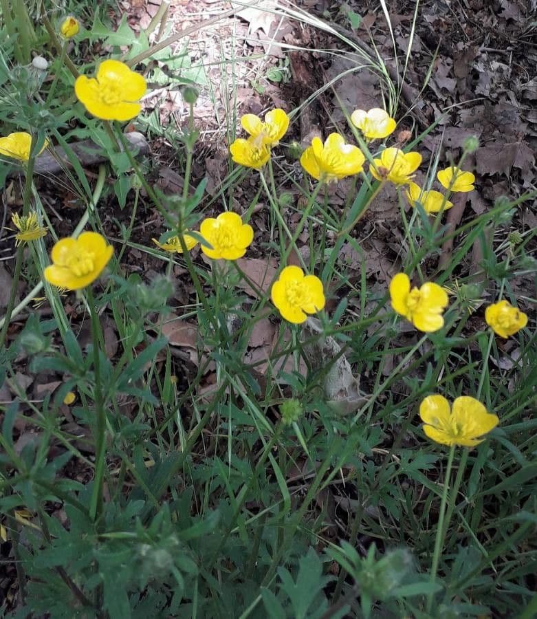 Botón de oro 14