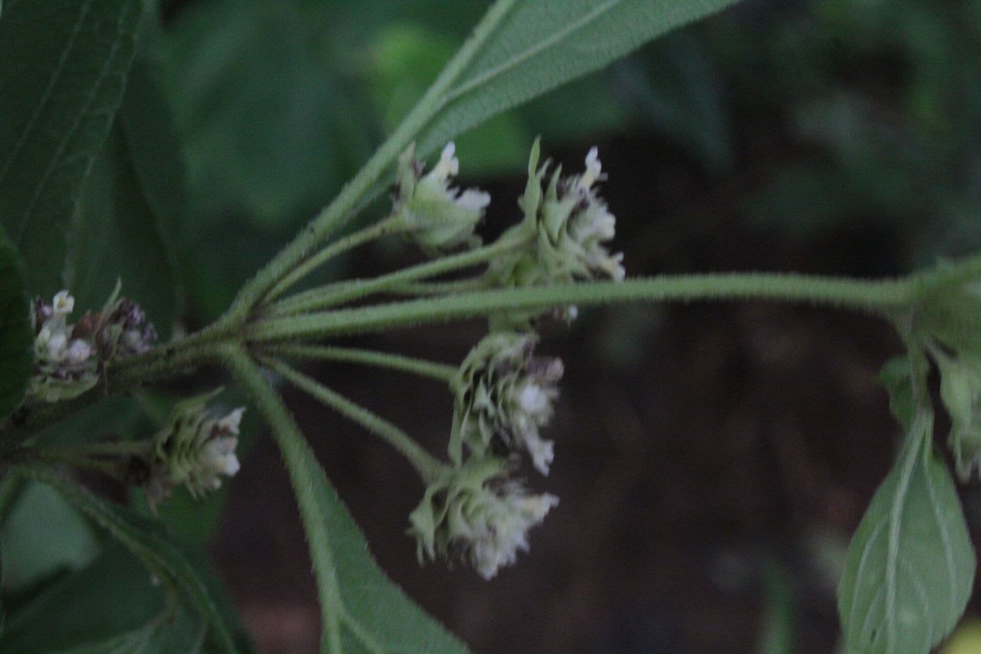 Lippia 4