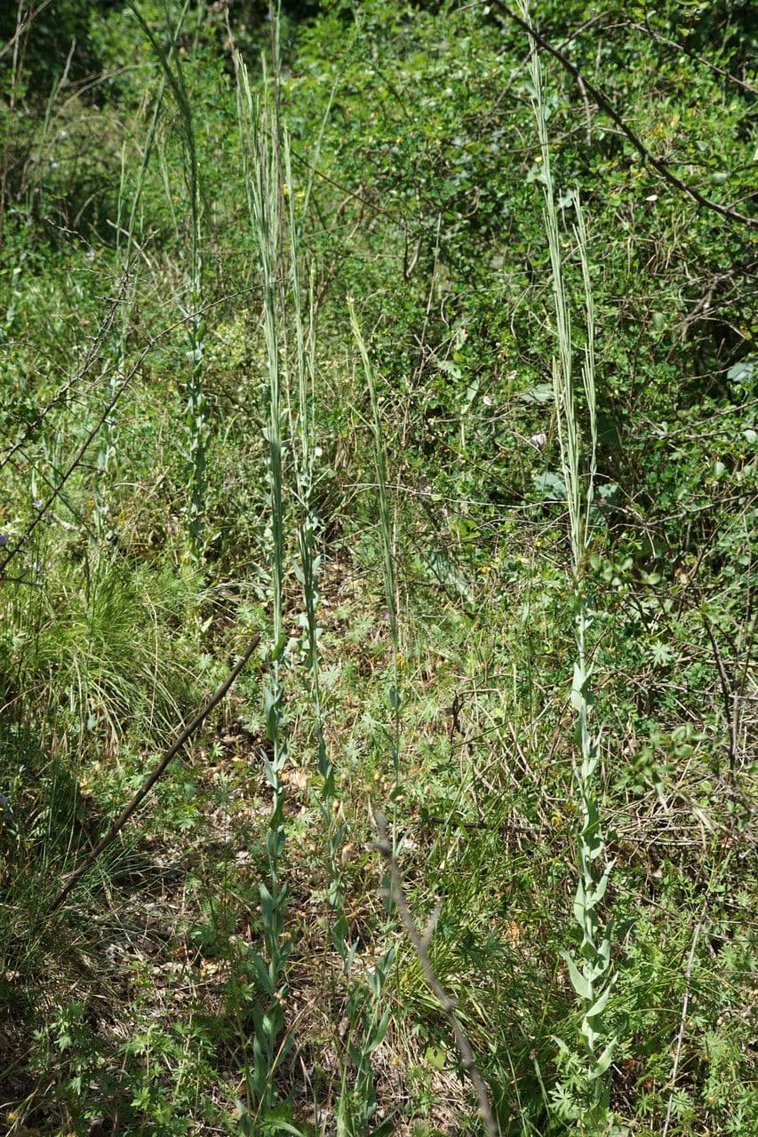 Arabetta liscia 11