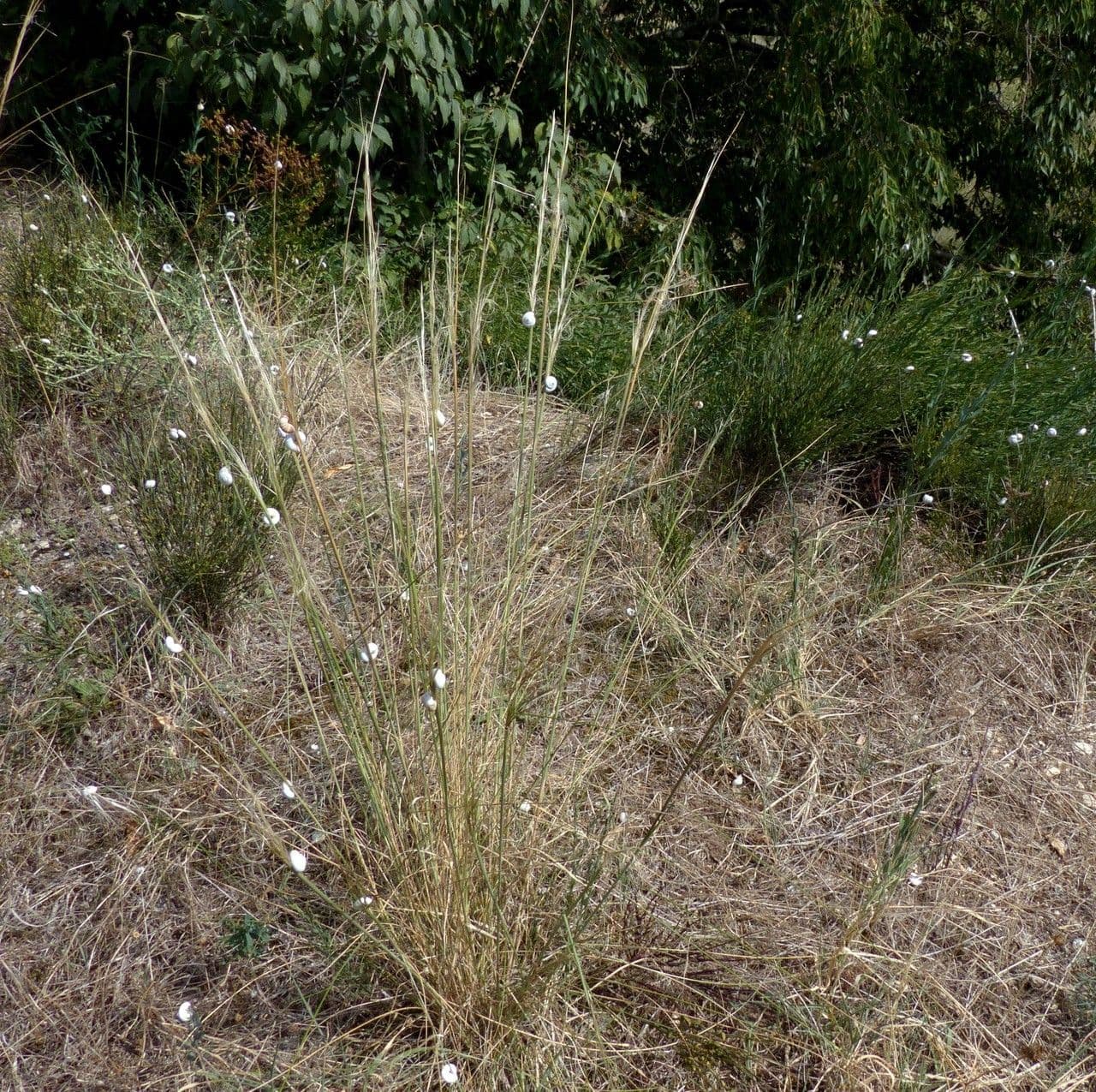 Kavyl vláskovitý 12