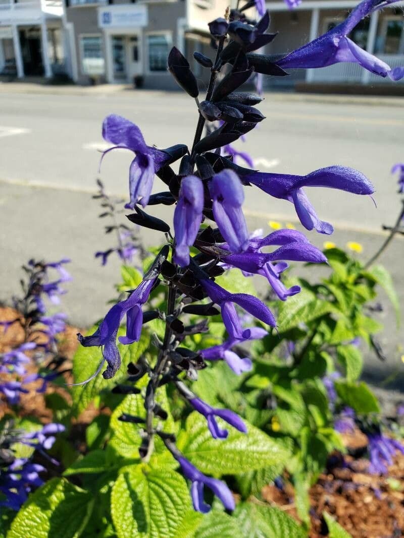Lindenblättrige Salbei 3