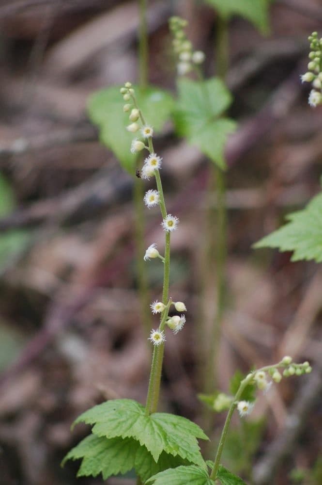 Mitella diphylla 8