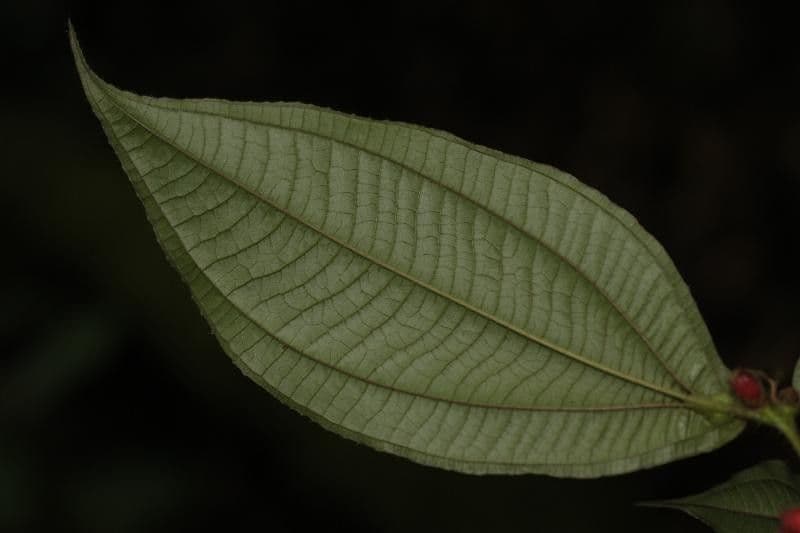 Miconia mayeta 10