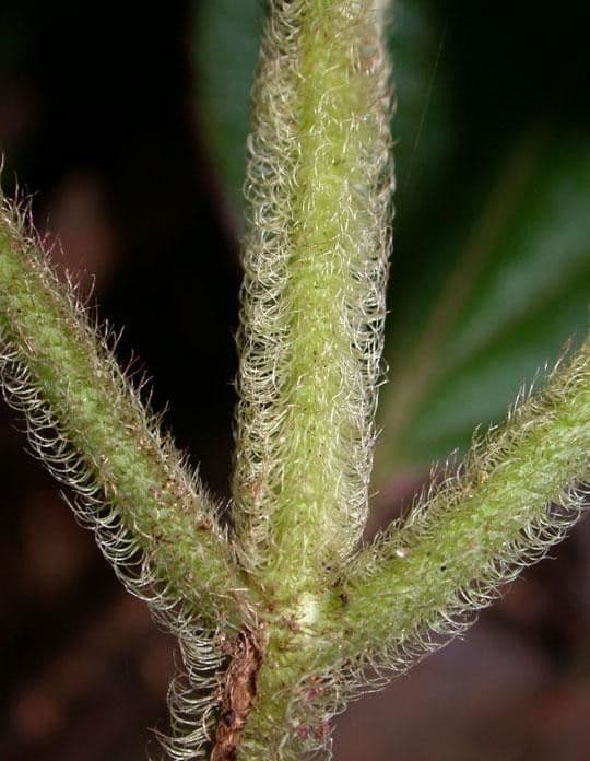 Miconia 19