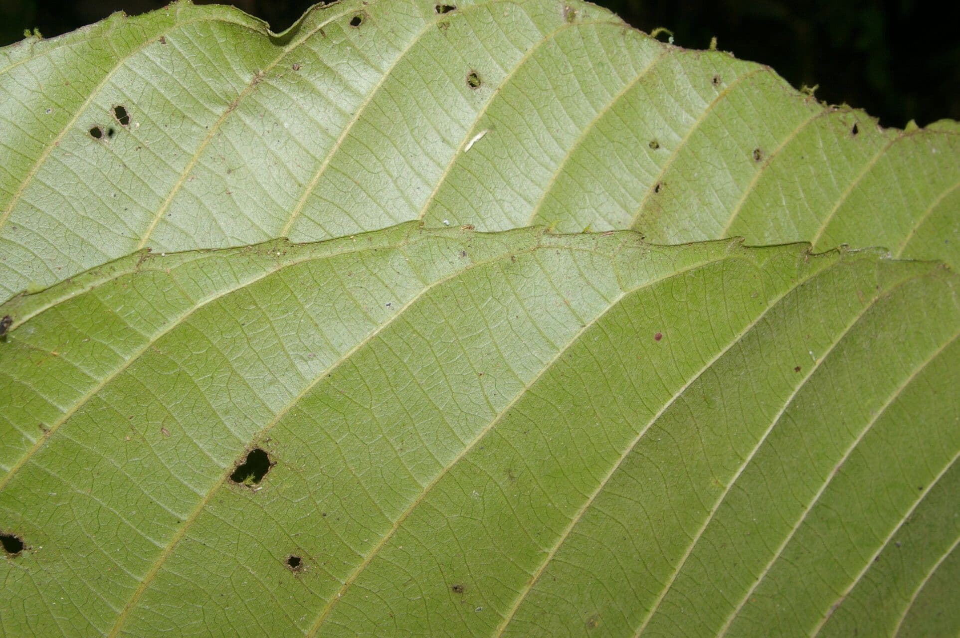 Pausandra 7