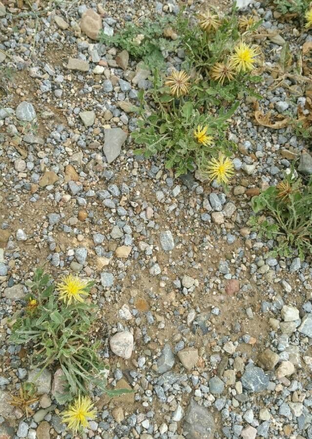Centaurea 3