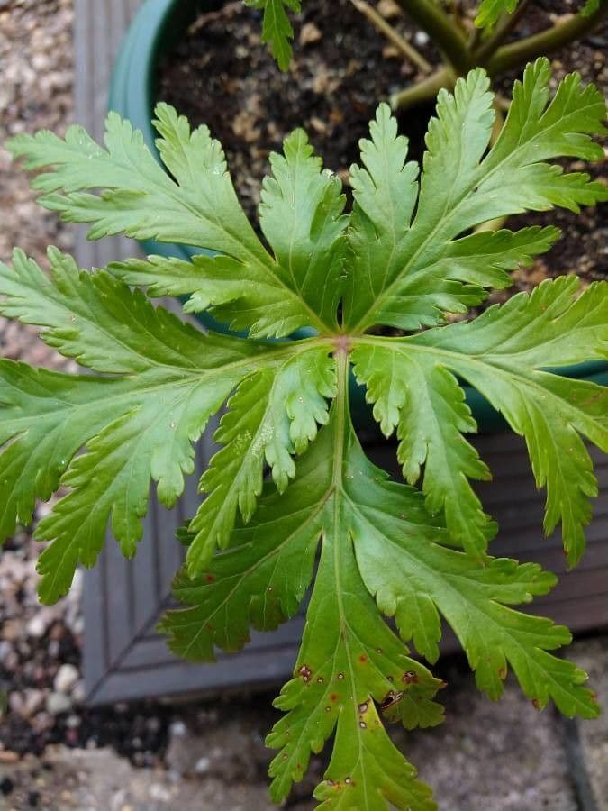 Geranio de Madeira 13