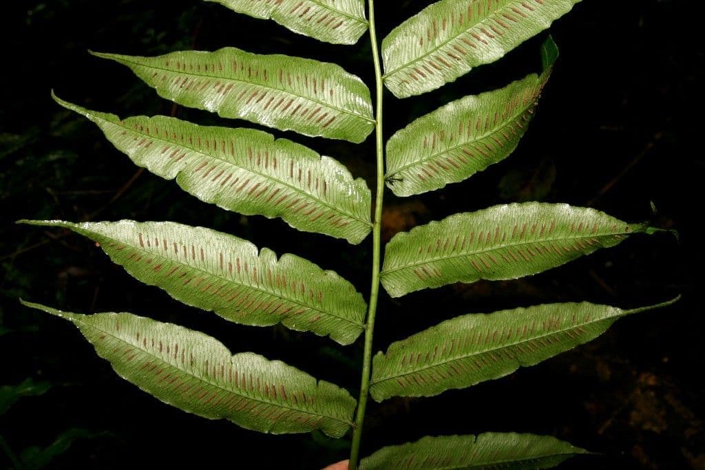 Diplaziopsis 7