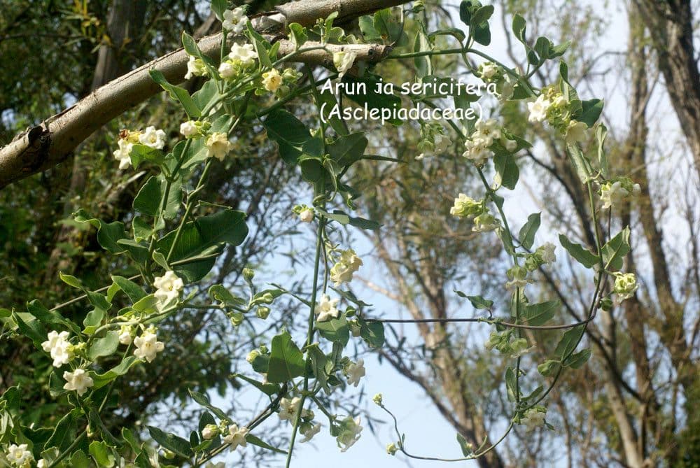 Araujie 13