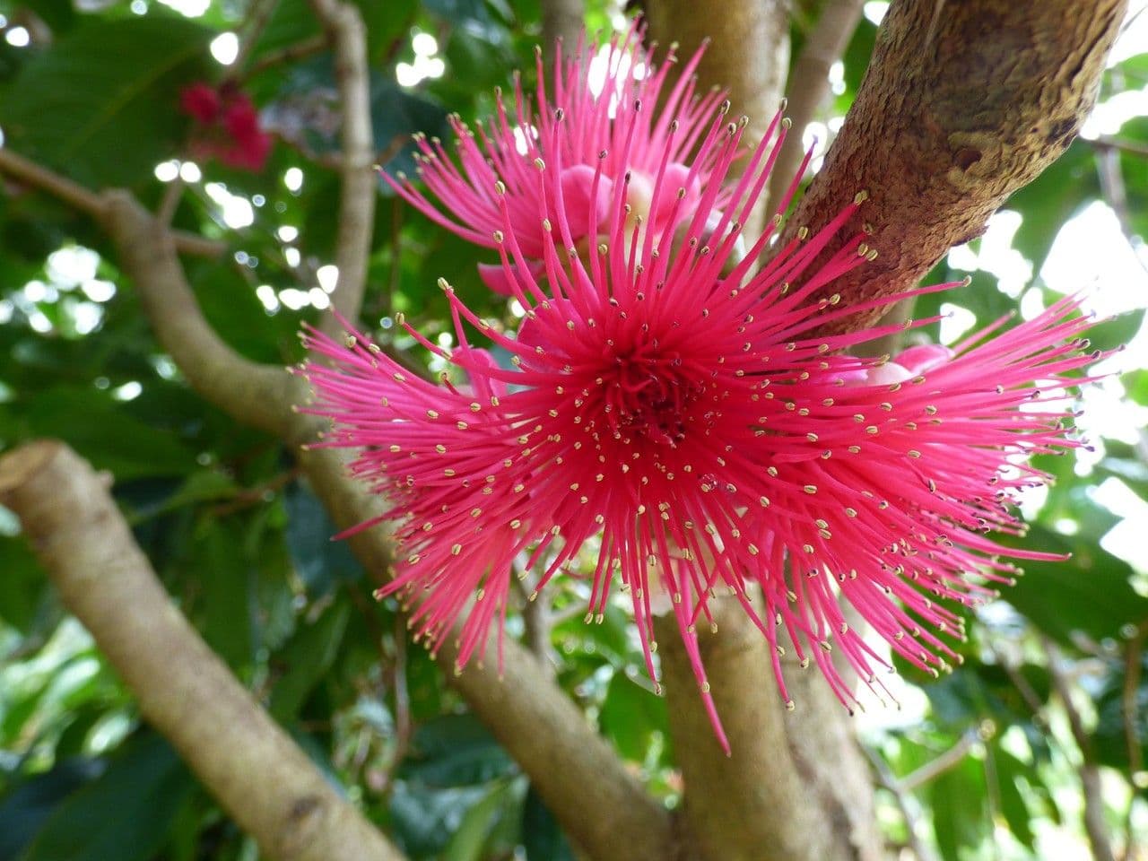 Syzygium malaccense 10