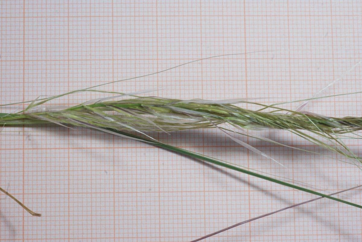 Stipe du Cap 4