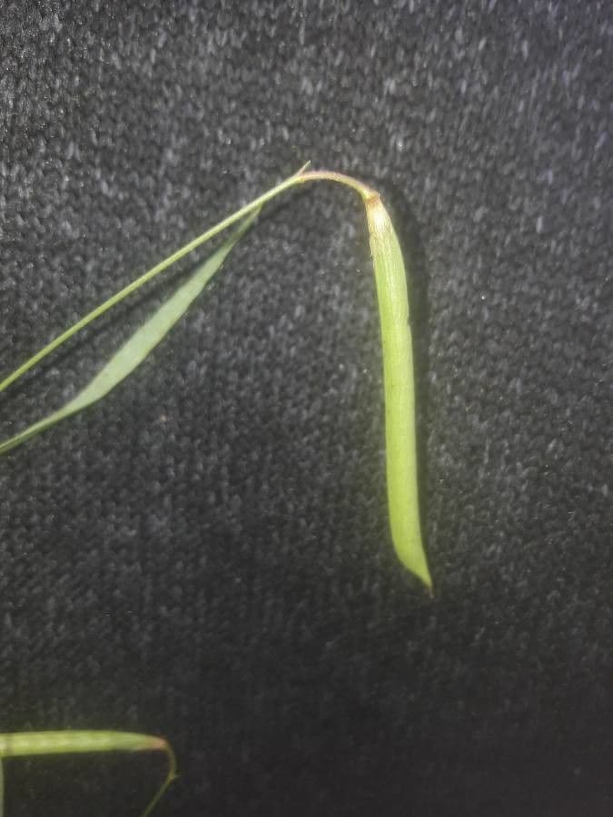 Gras-Platterbse