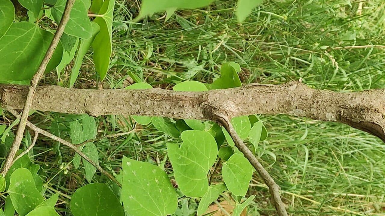 Lindera obtusiloba 11