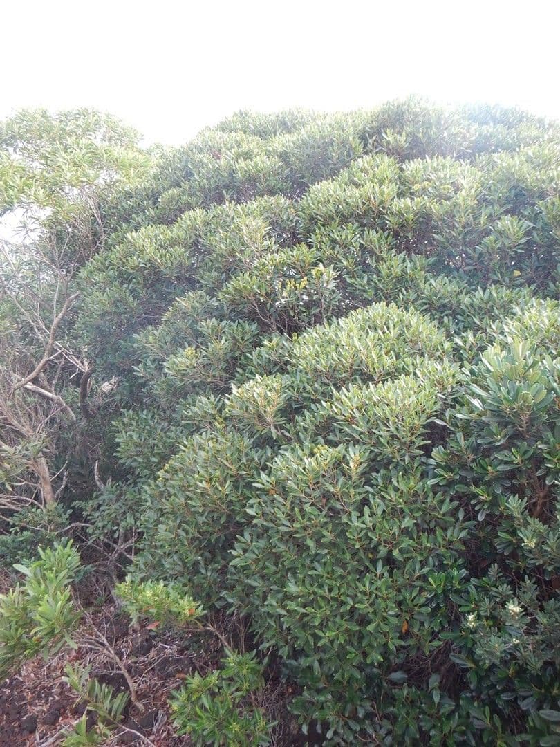 Syzygium 11