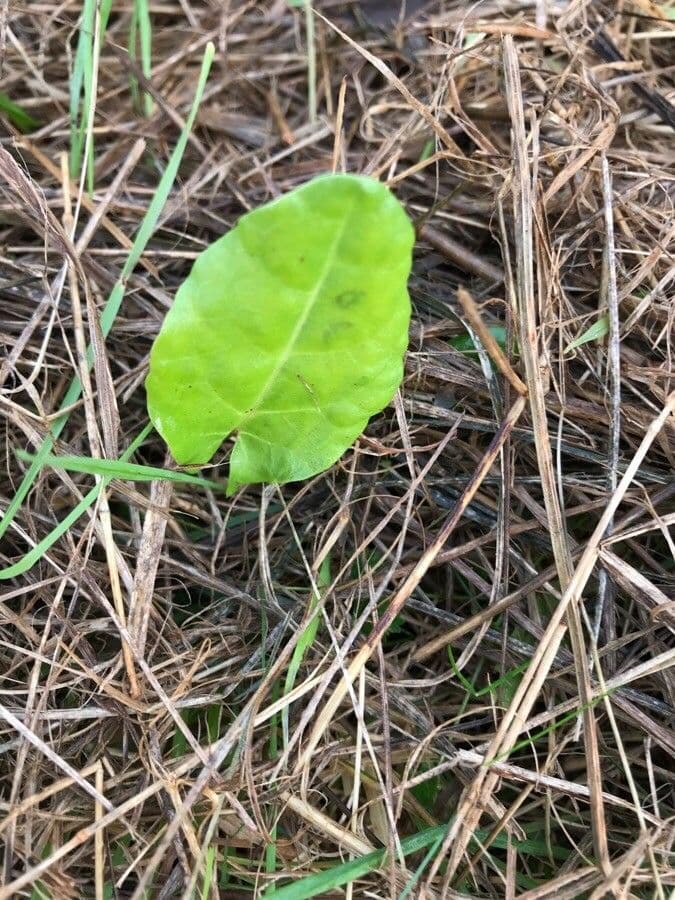 Acetosa 17