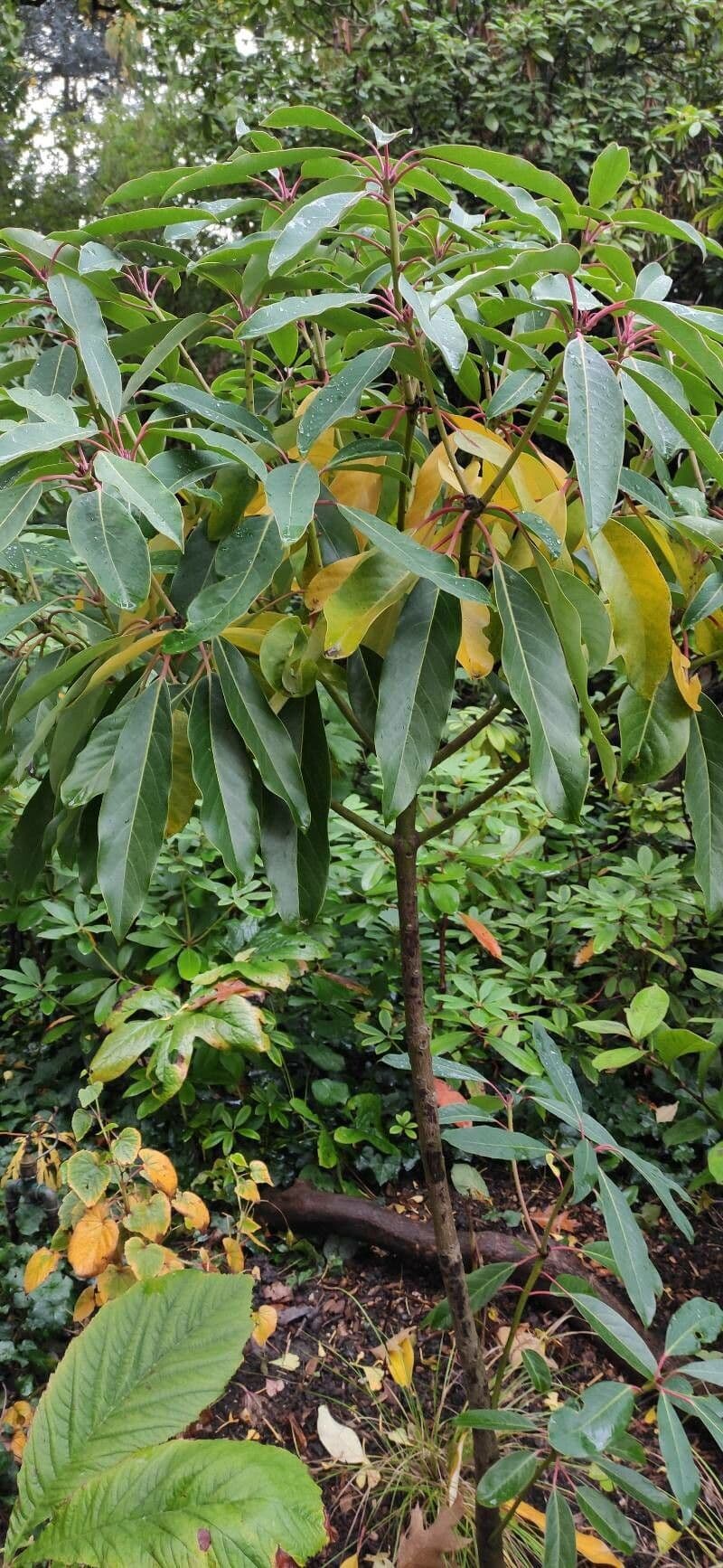 Daphniphyllum 6