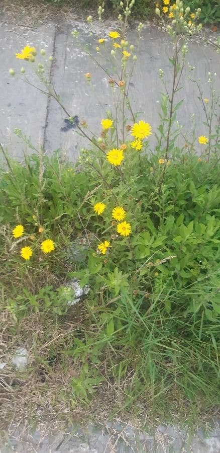 Pulicaria dysenterica