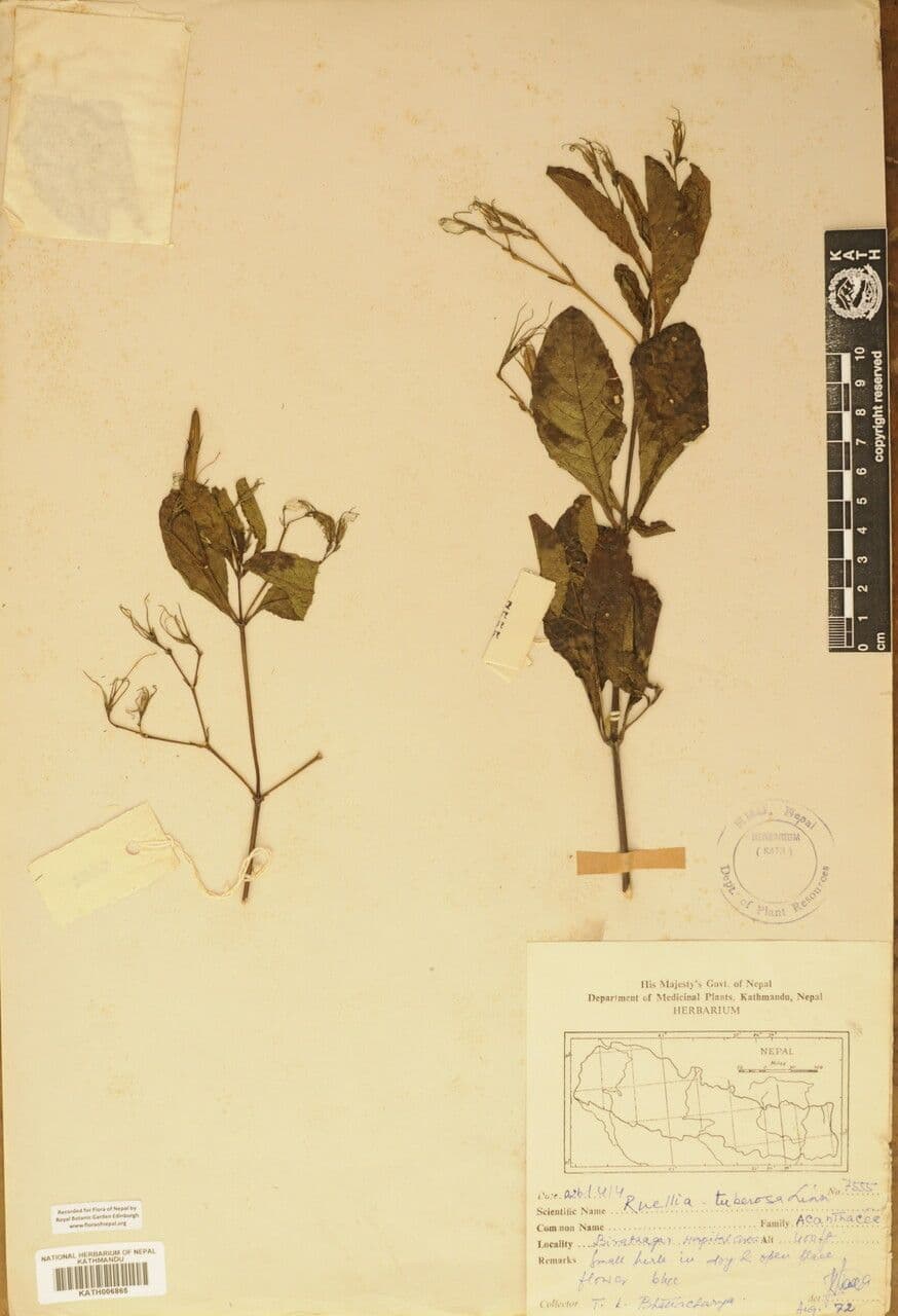 Ruellia tuberoso 26