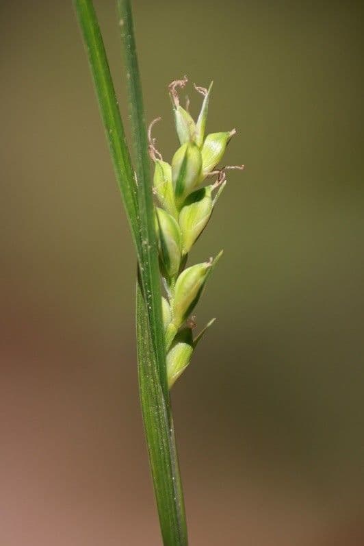 Olbius Segge 9