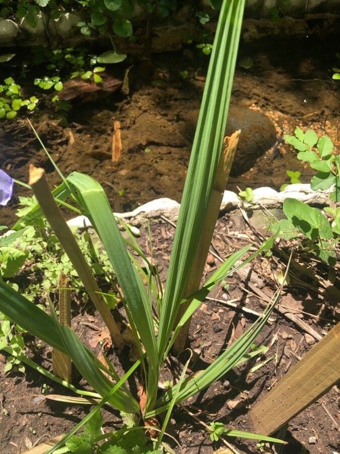 Phalocallis 3
