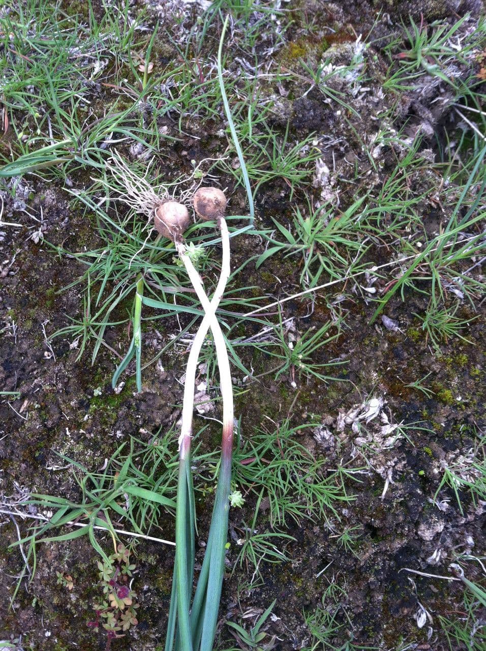 Aglio acuminato 8