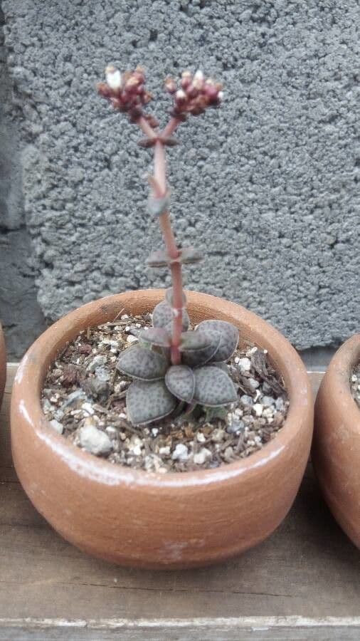 Adromischus