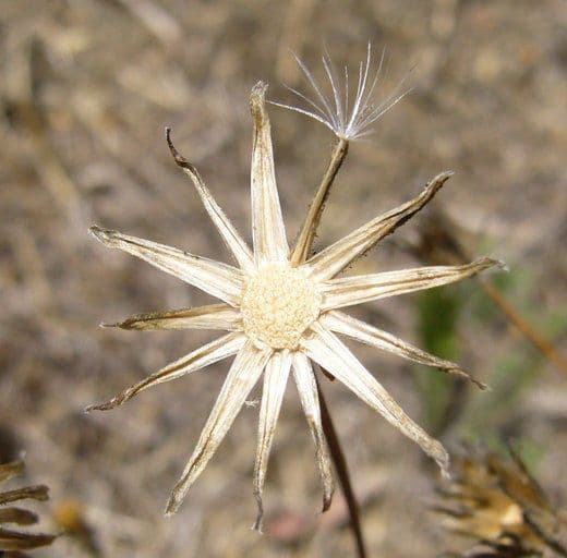 Radicchiella vescicosa 4