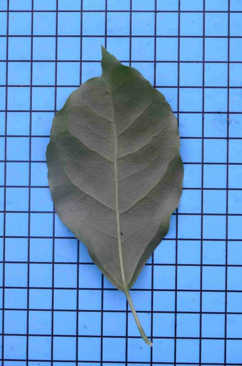 Dendropanax 8