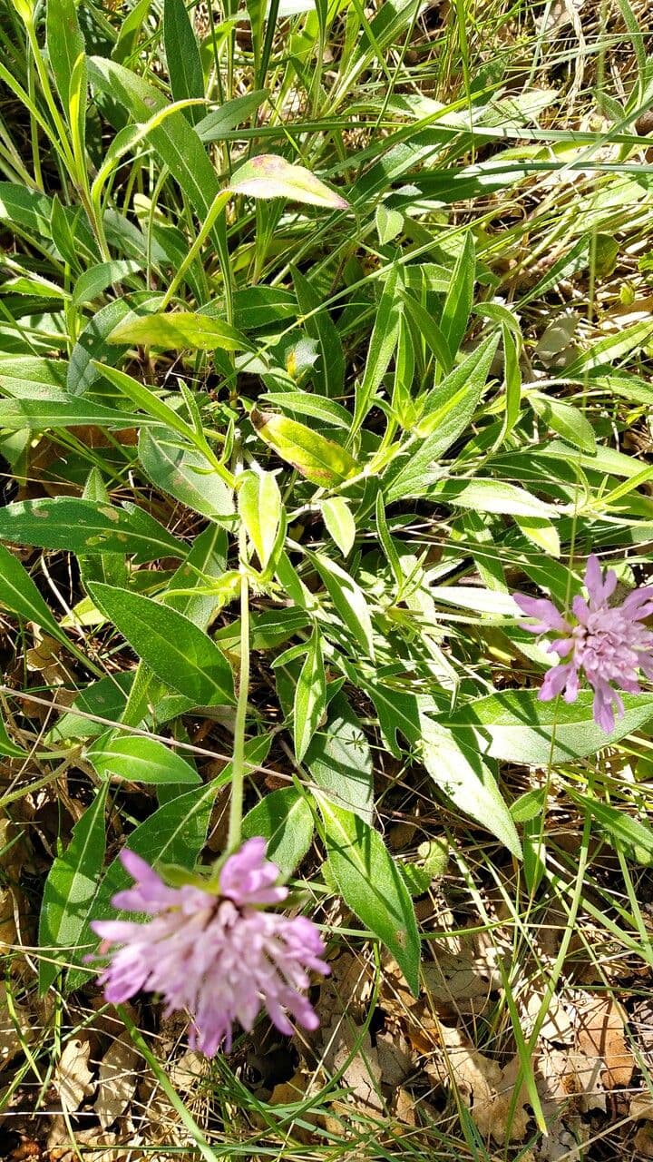 Ambretta silvatica 8