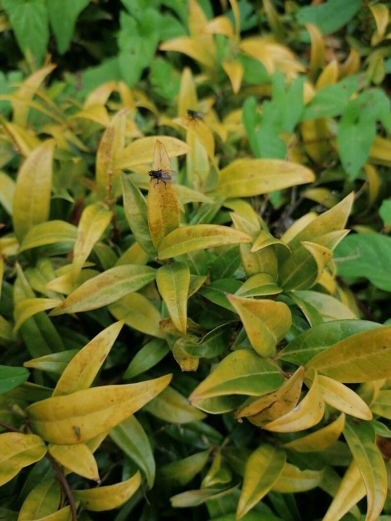 Syzygium 3