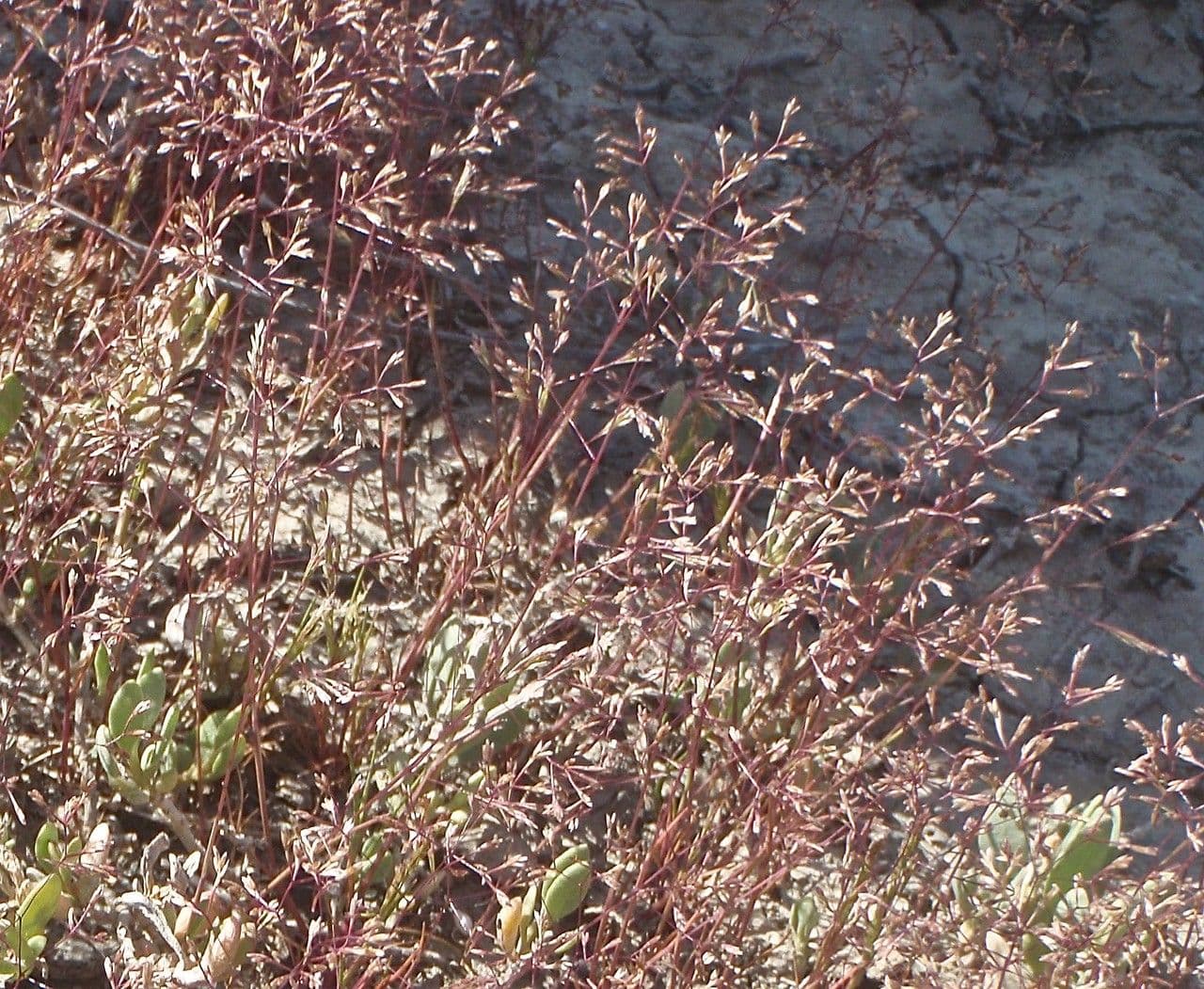 Sphenopus divaricatus 11