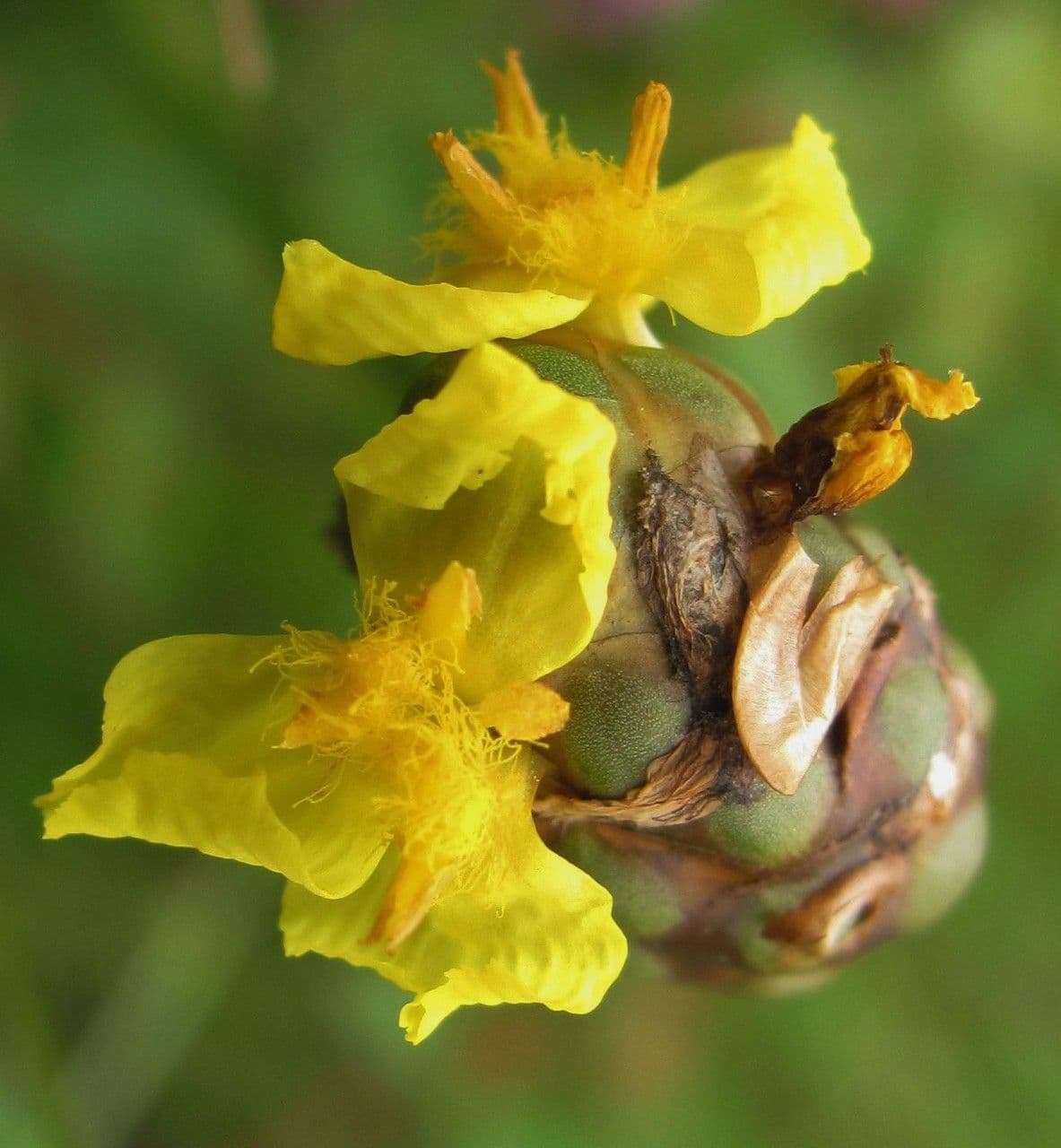 Xyris laxifolia 2