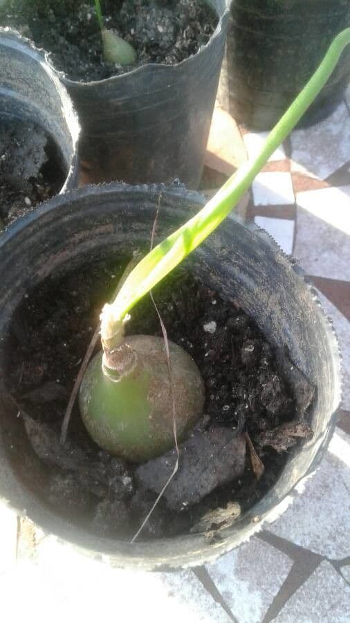 Albuca 23