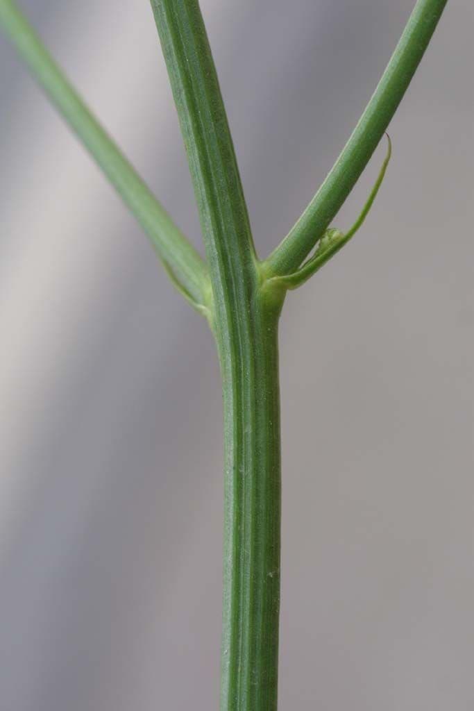 Schöne Gänsedistel 22