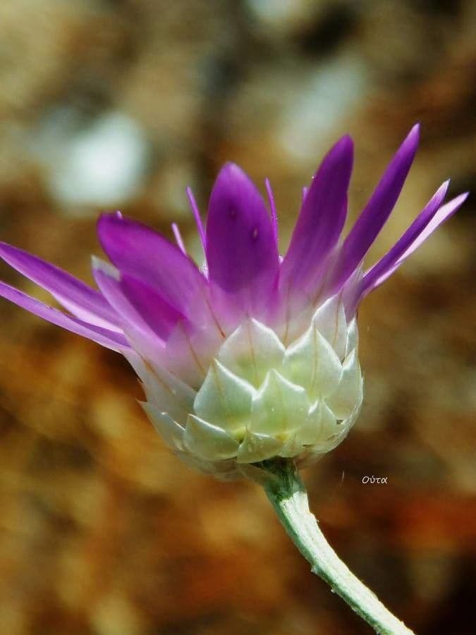 Immortelle annuale 16