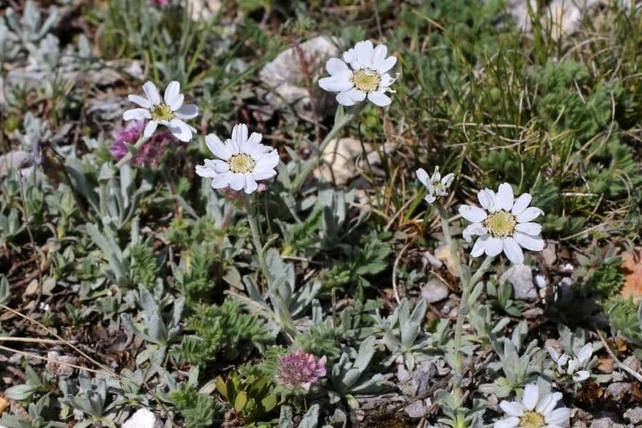Achillea 5