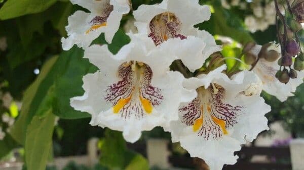 Catalpa comune 10