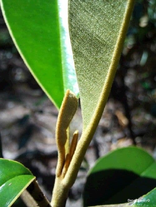 Solmsia calophylla 20