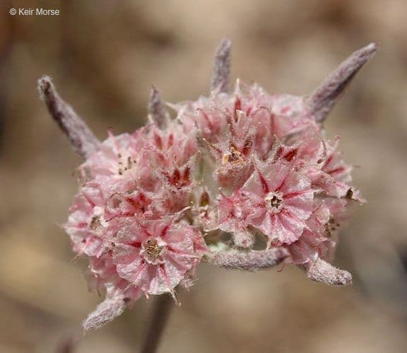 Chorizanthe 3