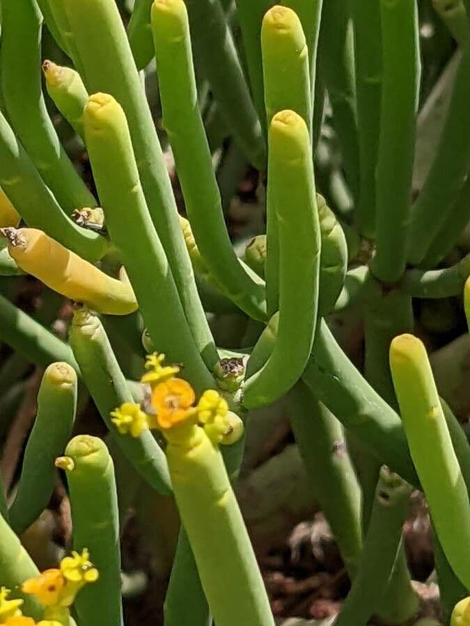 Euphorbe aphylla 4
