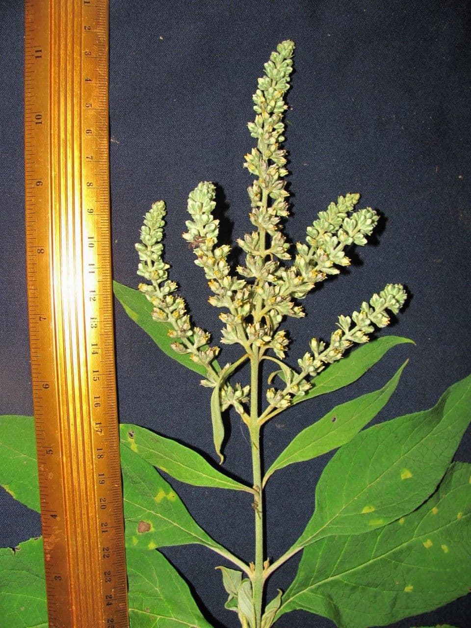 Buddleja 3